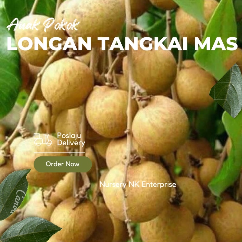 Anak Pokok Longan Tangkai Mas Shopee Malaysia