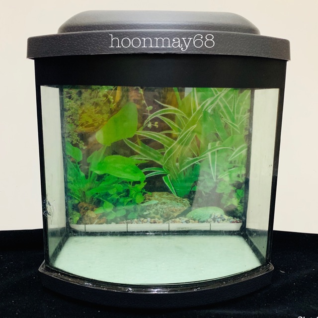 Lelong Aquarium Kaca Kecil Murah 9 X 3 1 2 X10 1 2 Aquarium