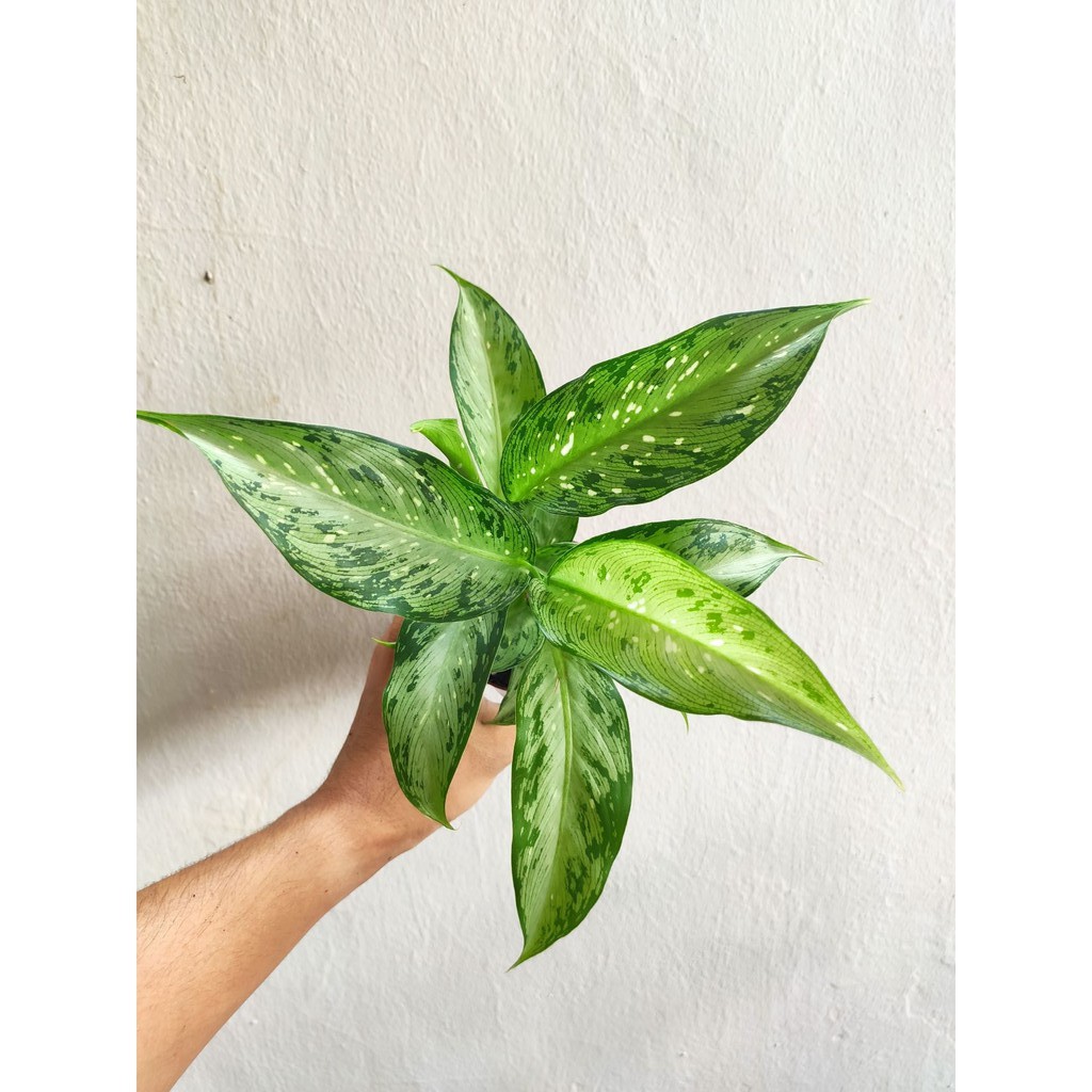 Real Plants Dieffenbachia Silver Shopee Malaysia