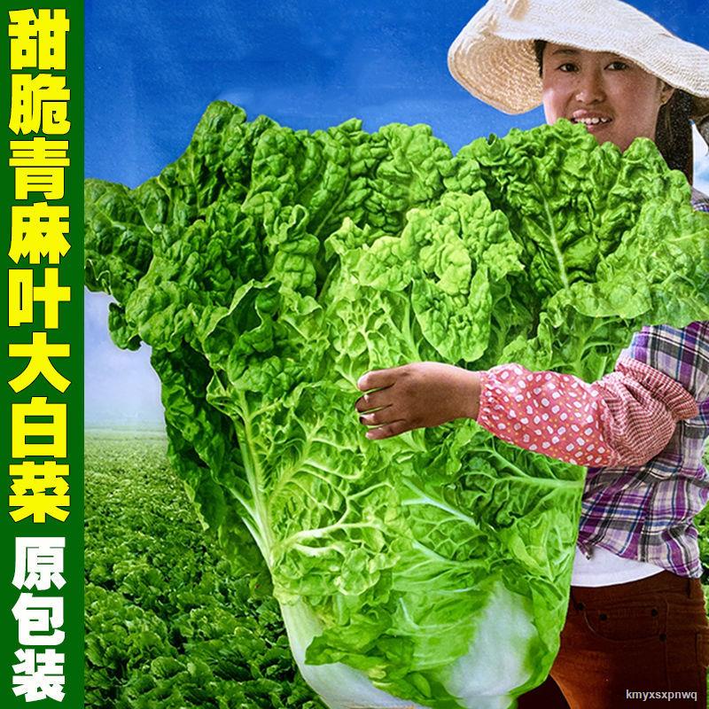 Vegetable Seeds 无筋大白菜种子麻叶无茎白菜火锅菜高产四季播农家蔬菜种子8 21 Shopee Malaysia