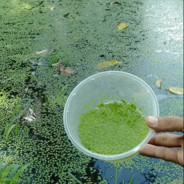 Dunckweed Tanaman Untuk Ikan Guppy Ikan Laga Betta Fish