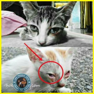 Ubat sakit mata kucing dan anjing Berkesan  Shopee Malaysia