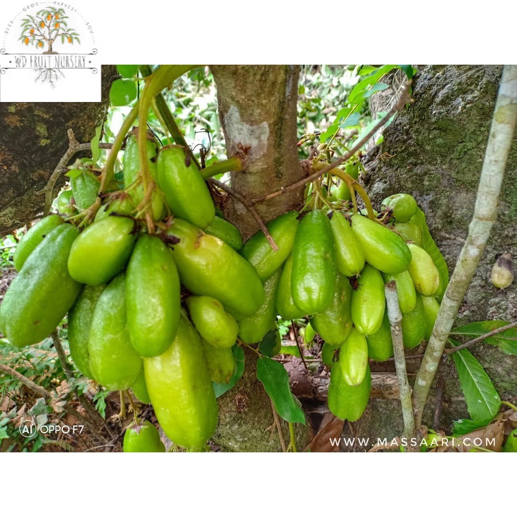 Buy belimbing buluh / pokok belimbing buluh / anak benih belimbing 