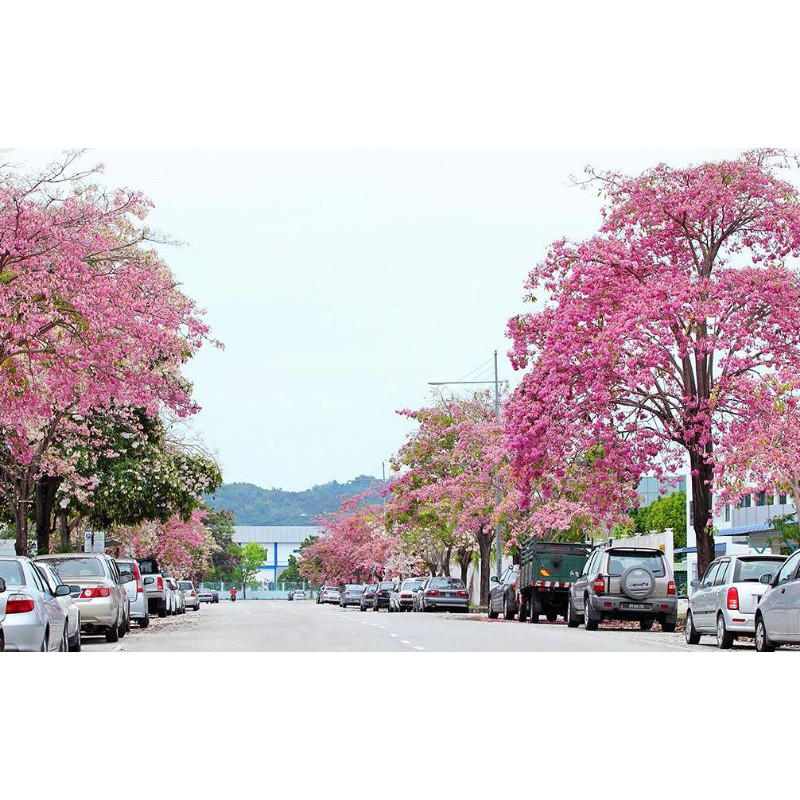 Tabuieia Sakura Malaysia Anak Pokok Landskap