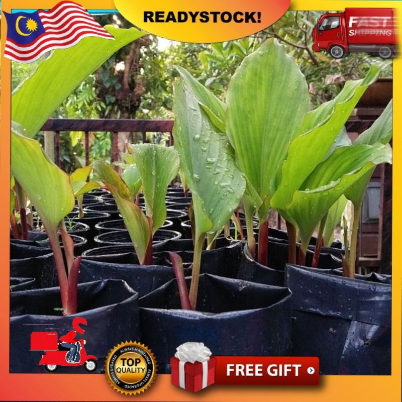 Buy Kunyit Hitam Rizom Kunyit Hitam Bertunas Seetracker Malaysia