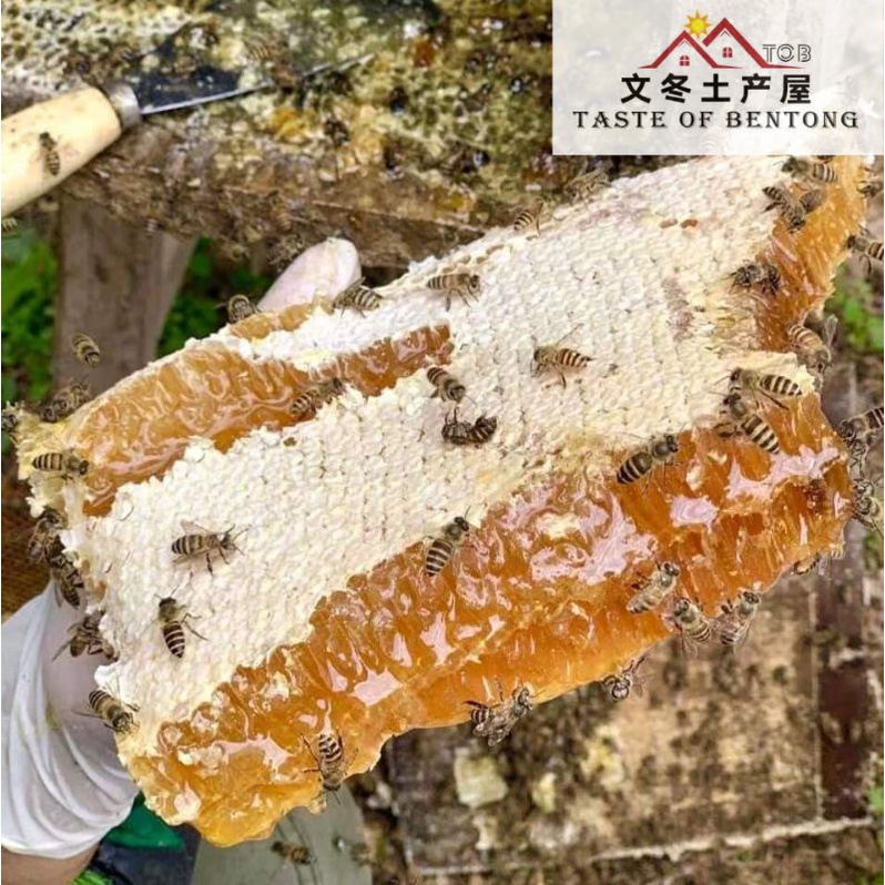 Sarang Madu HoneyComb 500G HIGH QUALITY 100% ORI Free Gift : Wooden Spoon Honey Comb