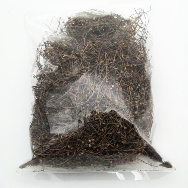 Ybherbs She She Cao 正白花蛇舌草100g Oldenlandia Corymbosa Rumput Mutiara 蛇舌草水线草 H2 03 Shopee Malaysia