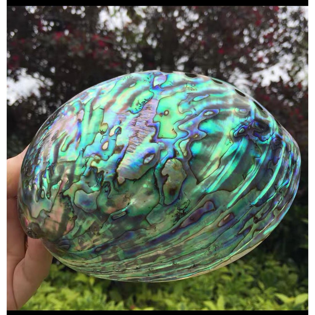 Abalone Shell Seashell Smudge Bowl/Sage Bowl Burner for Cleansing ...