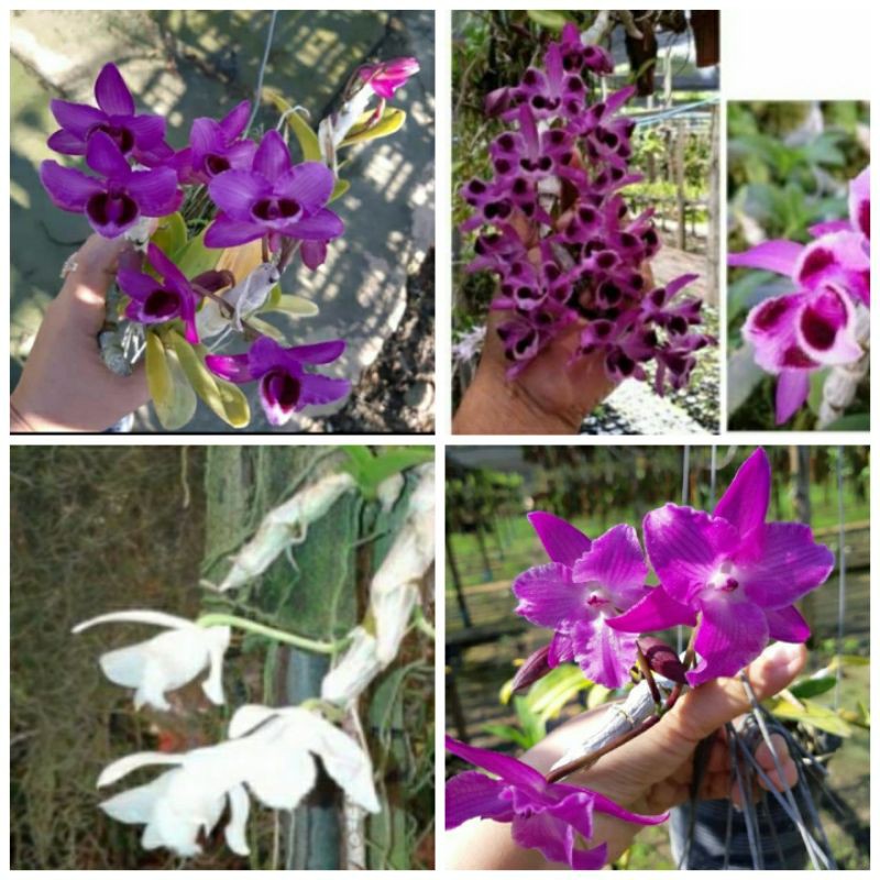 Buy Dendrobium Parishii Dendrobium Species Orkid Hutan Seetracker Malaysia