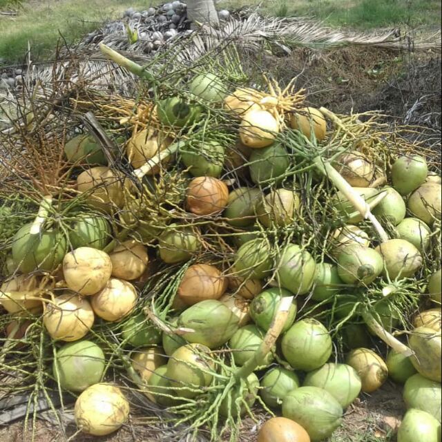 BUAH BUAHAN TEMPATAN SEDIA UNTUK DI PASARKAN  Shopee Malaysia