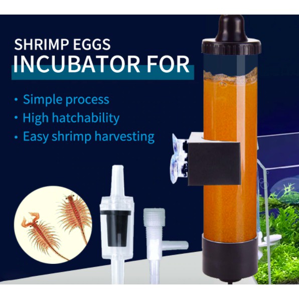 BBS Artemia Eggs Incubator Eggs Incubator Hatchery Artemia Eggs for