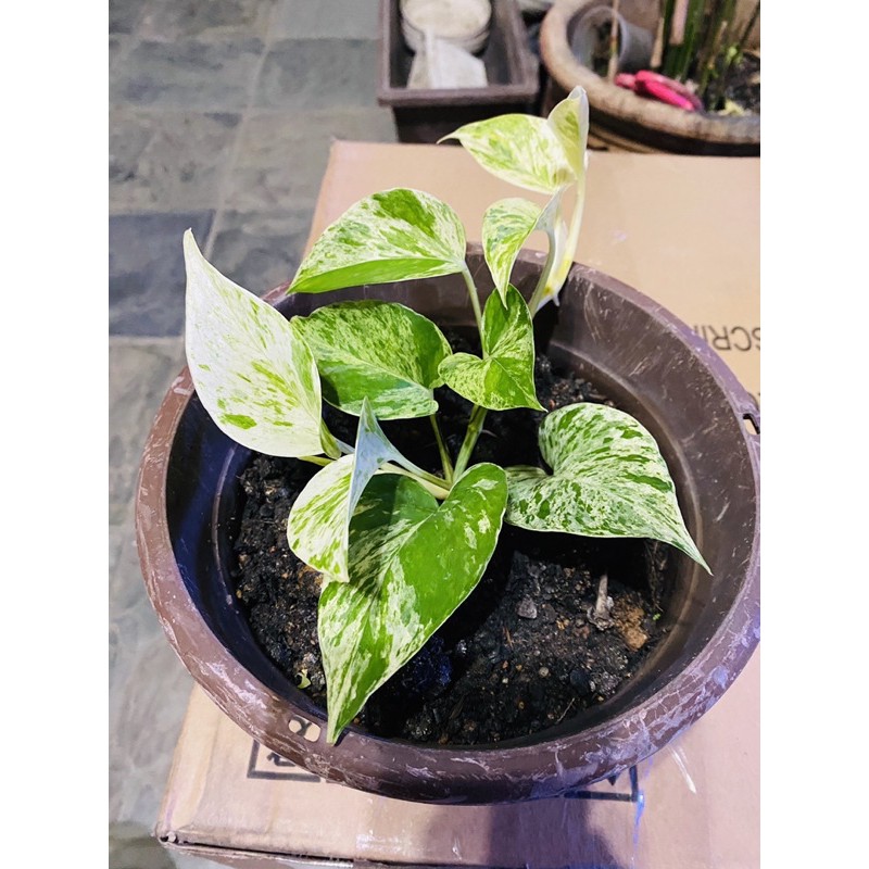 Buy Epipremnum Aureum Money Plant Marble Queen Pothos Real Live Plant Seetracker Malaysia