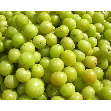 FRESH Amla Amalaki Nellikai (Indian Gooseberry) Organic India Fruit 500g, 1kg