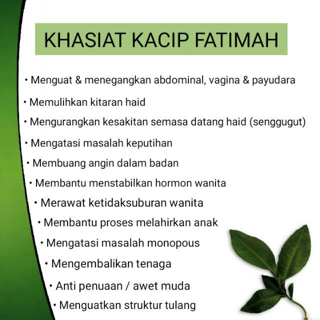 khasiat kacip fatimah