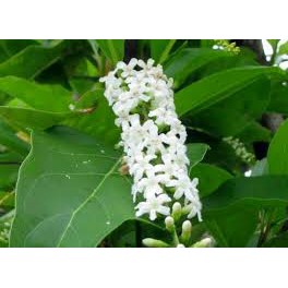 REAL LIVE ANAK BENIH POKOK BUNGA MAYANG SARI Shopee REAL LIVE ANAK BENIH POKOK BUNGA MAYANG SARI Shopee