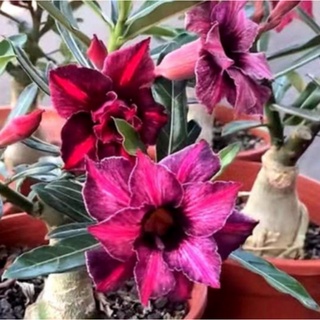 R S 现货 重瓣富贵花种子沙漠玫瑰种子adenium Obesum Seeds Shopee Malaysia