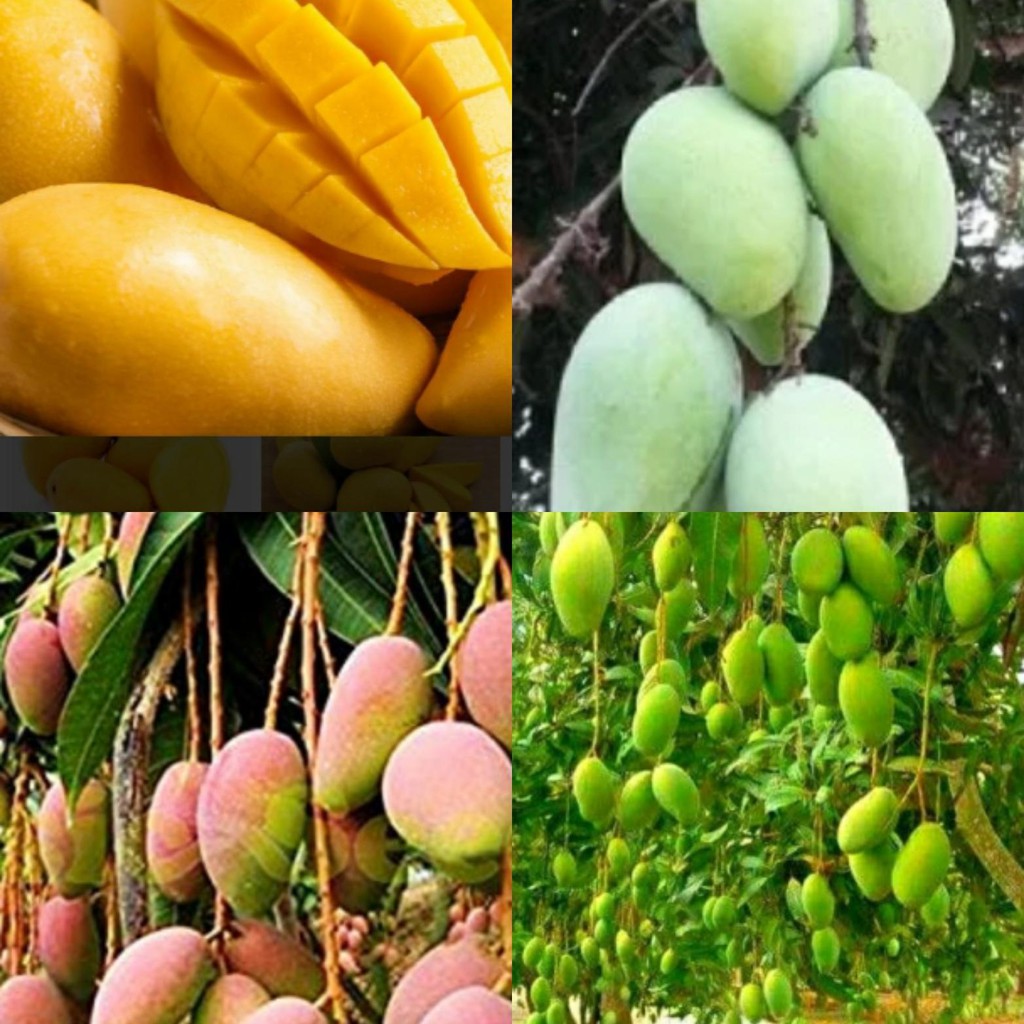 Pokok Mangga Harum Manis Bibit Unggul