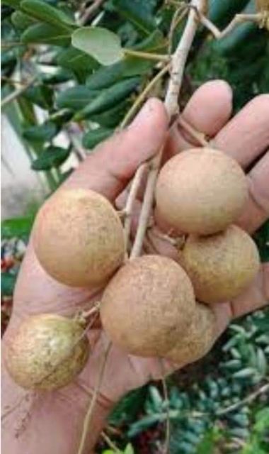 أحرز هدفا تطويق تركيز buah longan pingpong 