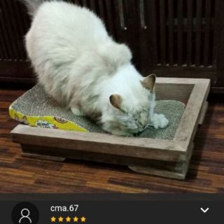  Tempat Cakar Kucing  Pengasah Kuku Kucing  Cat scratches 