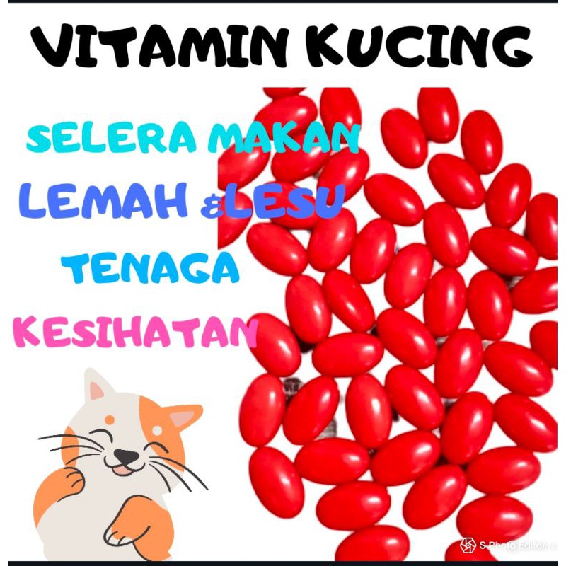 10 Punca Kucing Hilang Selera Makan