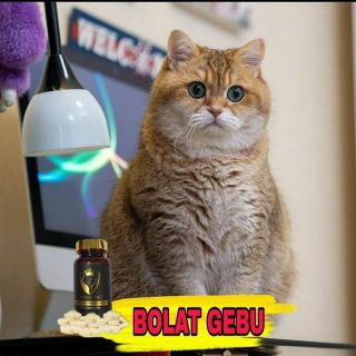 Ubat Kucing Selsema Dan Batuk - Contoh Wir