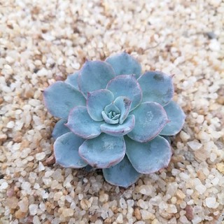 多肉植物盆栽 推荐 蓝莲花多肉植物盆栽肉肉植物老桩多肉室内绿植花卉好养花 Shopee Malaysia