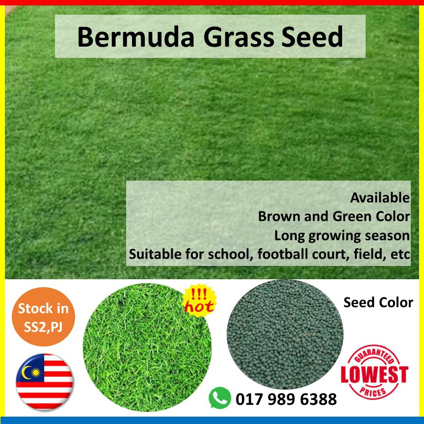 Bermuda / Carpet Grass Seeds (100gm) / Biji Benih Rumput Bermuda 