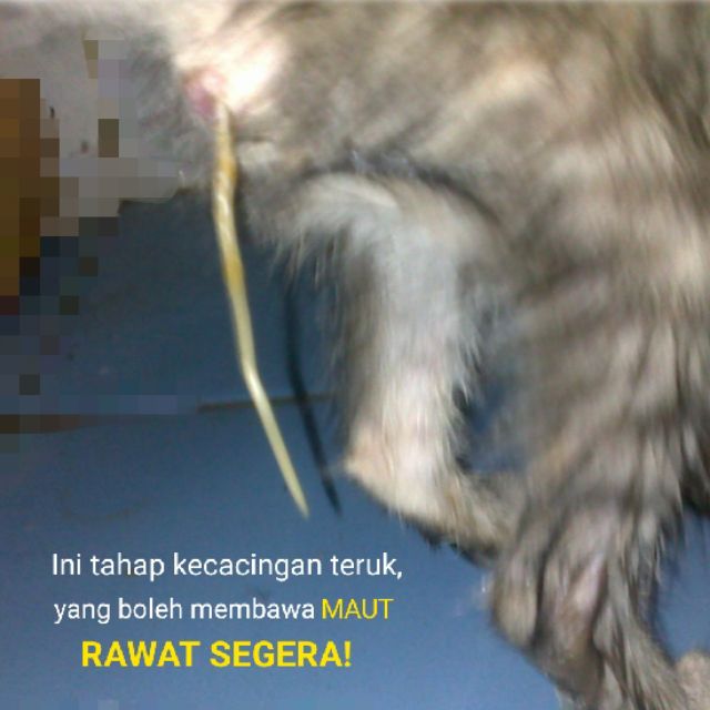 Ubat Cacing Pita Tapeworm Hookworm Roundworm Whipworm Kucing Cat 