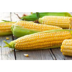 GO GREEN SWEET JAPANESE HONEY GOLD CORN SEEDS BENIH JAGUNG MADU 
