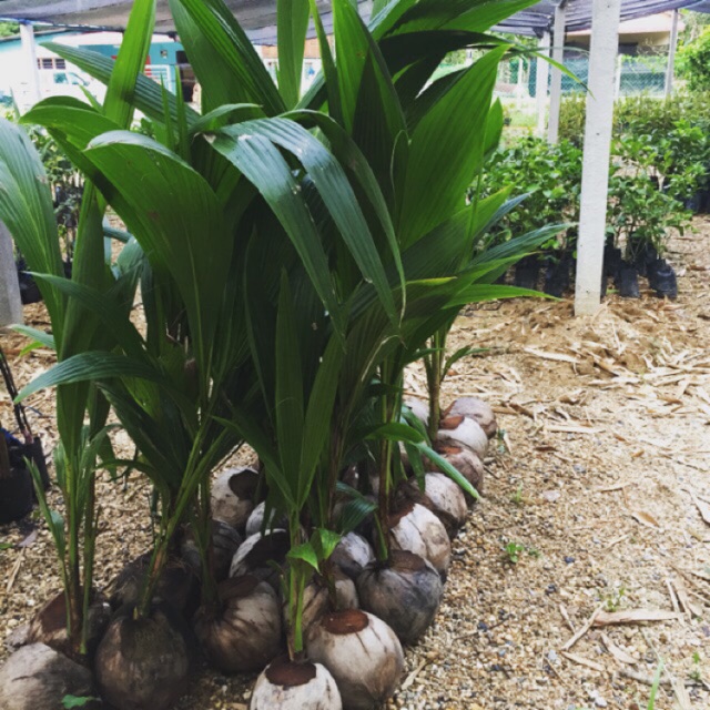  Anak pokok kelapa  tacunan tulin filipina Shopee Malaysia