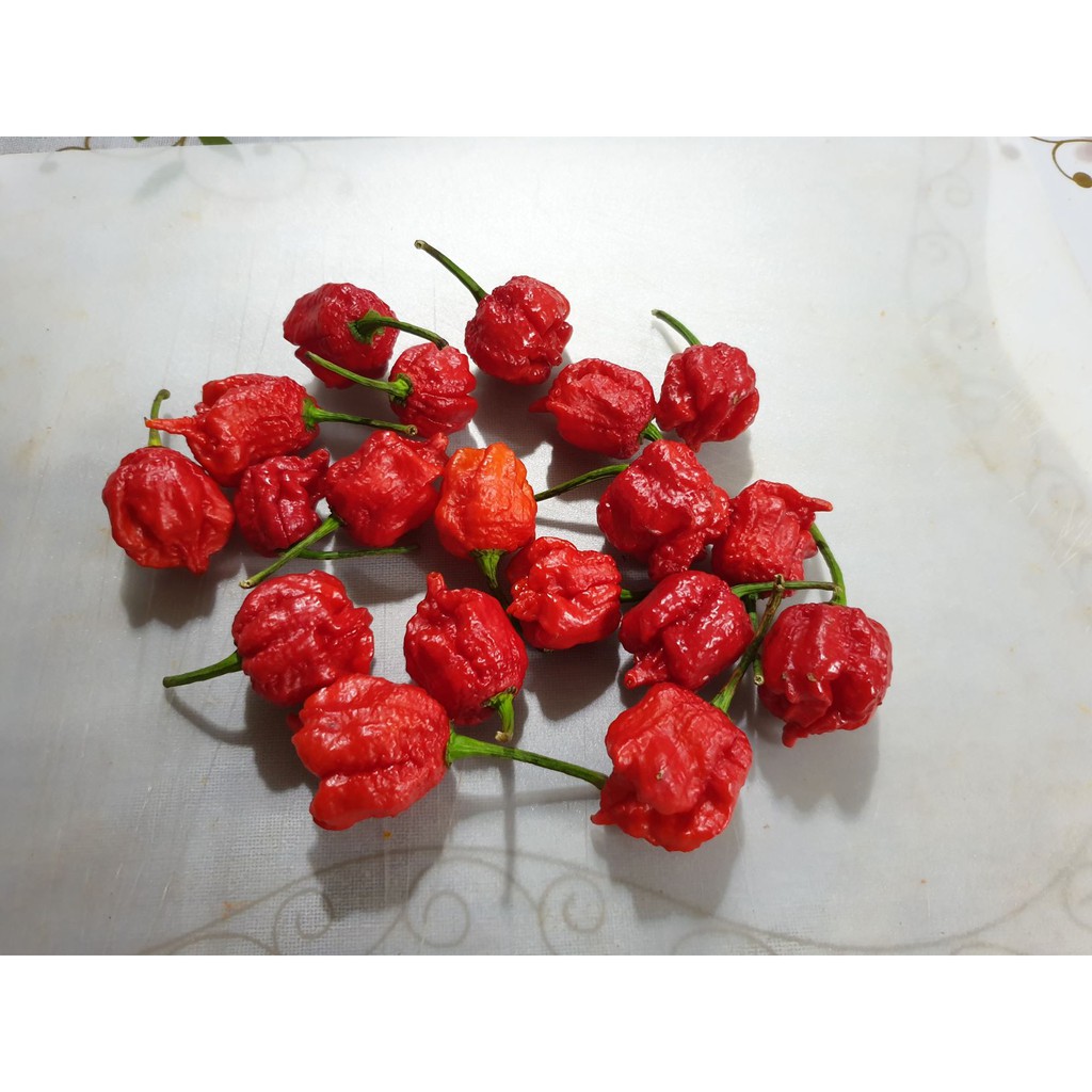 Fresh Carolina Reaper Pods The World Hottest Pepper Shopee Malaysia
