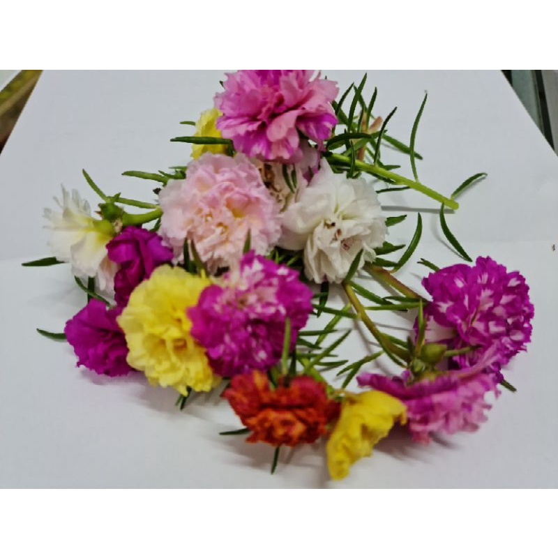 Rose Jepun Cantik Pelbagai ID/Jenis 3 keratan tiap ID