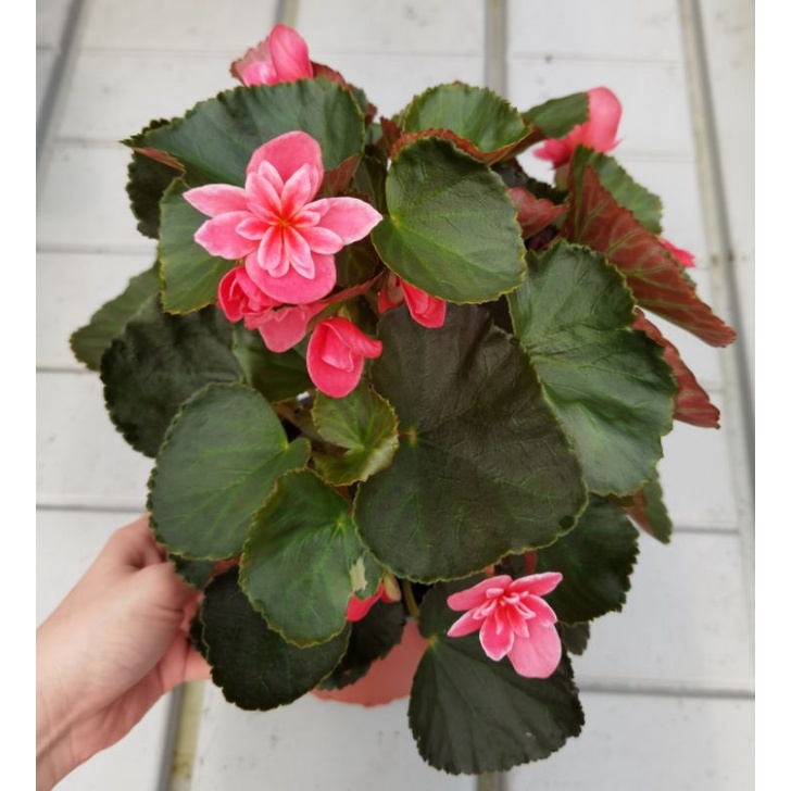 NMS / [Begonia Flower & Begonia Florencio ? ] (15CM Pot Size) | Shopee  Malaysia