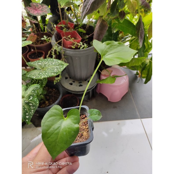 Buy Keladi Tikus Anak Pokok Semenanjung Sahaja Seetracker Malaysia