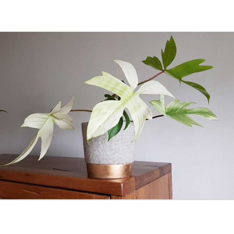 Buy Philodendron Florida Ghost Well Rooted Seetracker Malaysia