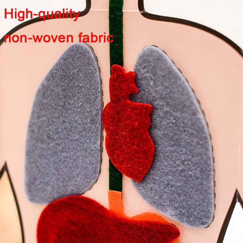 Essential Reliable Kids Montessori 3D Puzzle Non Woven Human Body Model Learning Internal Organ Teaching Aid Assembly... - Image 2