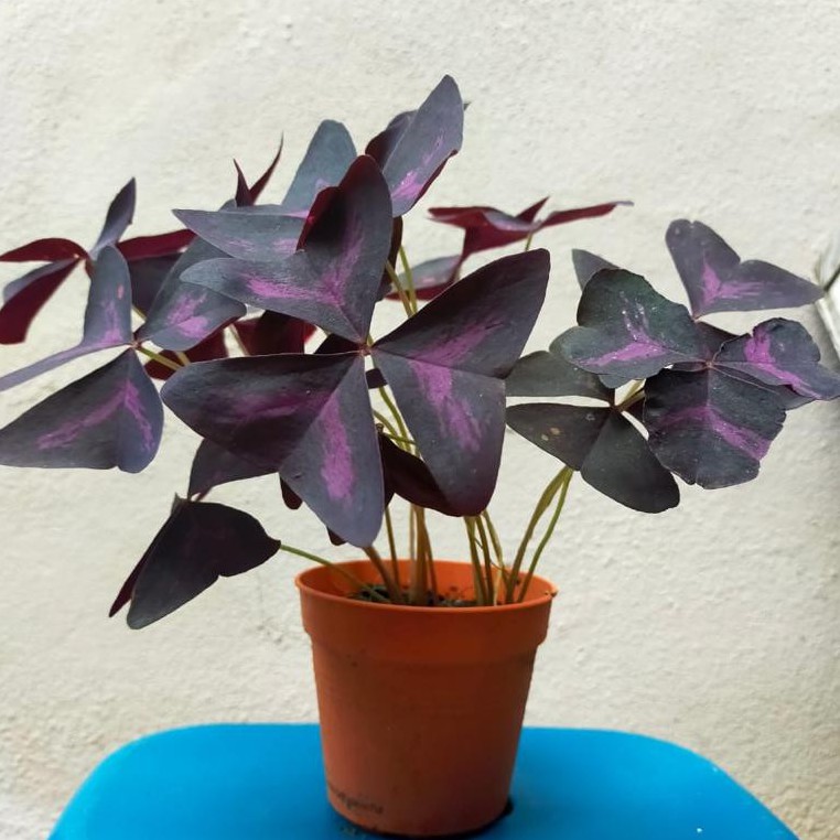 Live Plant Oxalis / pokok rama ungu / pot 10cm | Shopee Malaysia