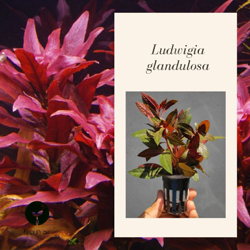 (WHOLESALE)Aquarium plants Aquatic plants Ludwigia glandulosa (emersed