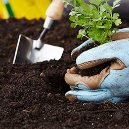 DIY medium tanaman / media tanaman