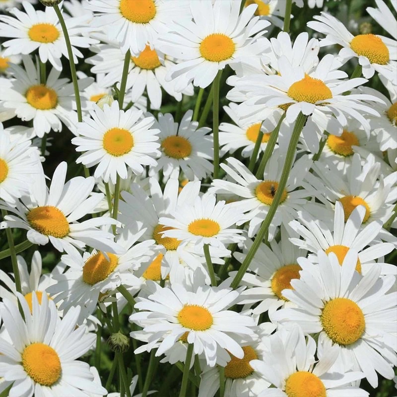 大滨菊西洋滨菊种子leucanthemum Maximum Shopee Malaysia