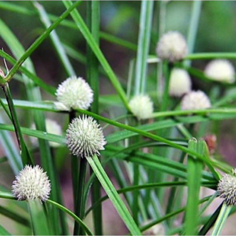 Buy Parvo Porvo Kucing Rumput Pendul Herba Rumput Kucing Kyllinga Brevifolia Seetracker Malaysia
