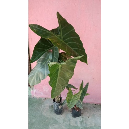 Buy Alocasia Longiloba Pokok Keladi Tapak Gajah Byk Daun Seetracker Malaysia