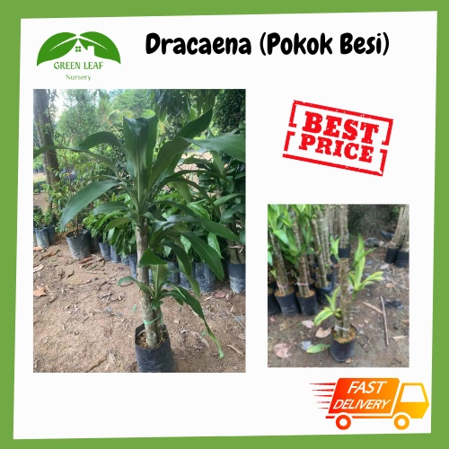 Green Leaf Nursery Dracaena fragrans/ Pokok Besi /铁树 /香龙血树 /READY STOCK!!! Shopee Malaysia