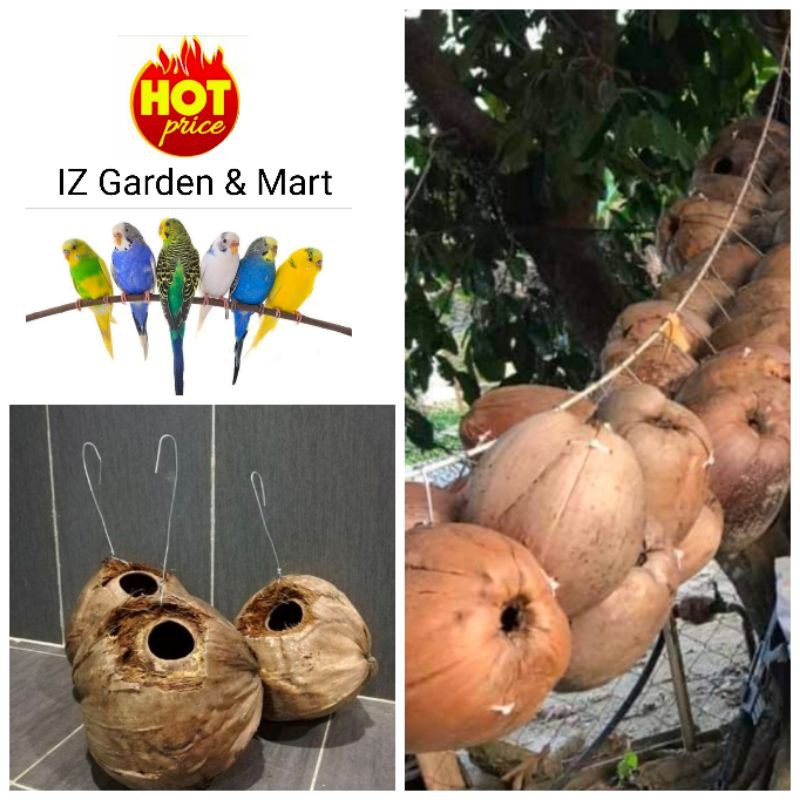 Kelapa Untuk Sarang Burung Baji Ready Stok Shopee Malaysia