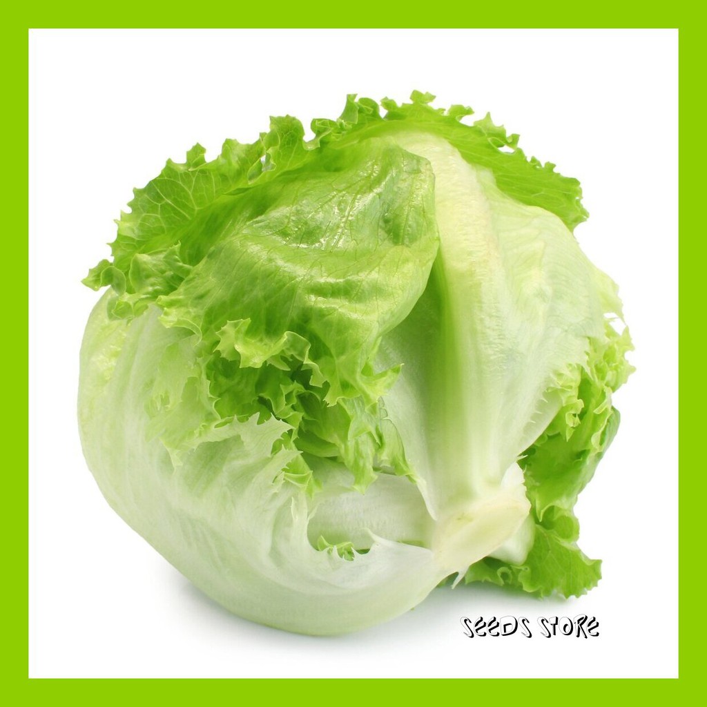 Vege Seeds (30pcs) / Iceberg Lettuce Shopee Malaysia
