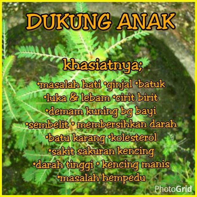 khasiat pokok dukung anak untuk hamil