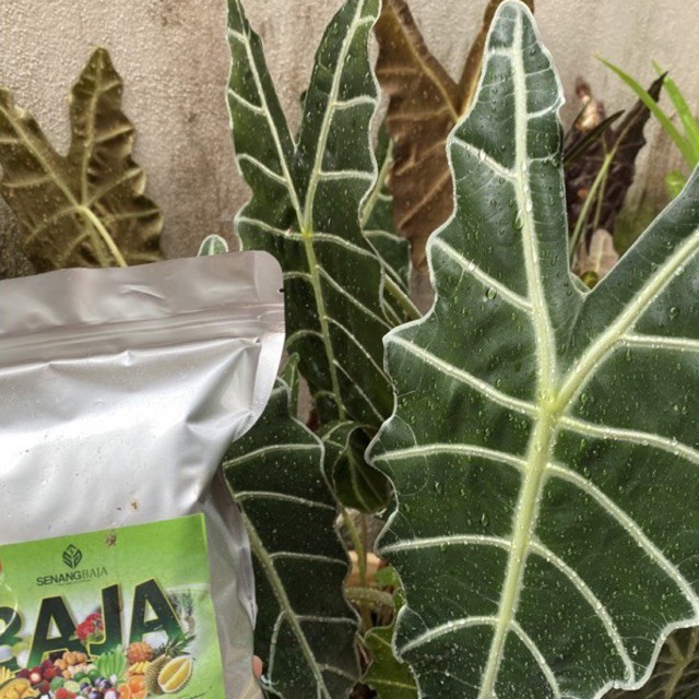 Caladium Fertilizer Baja Keladi Hiasan Pack1500Gram ( Untuk 300Pasu