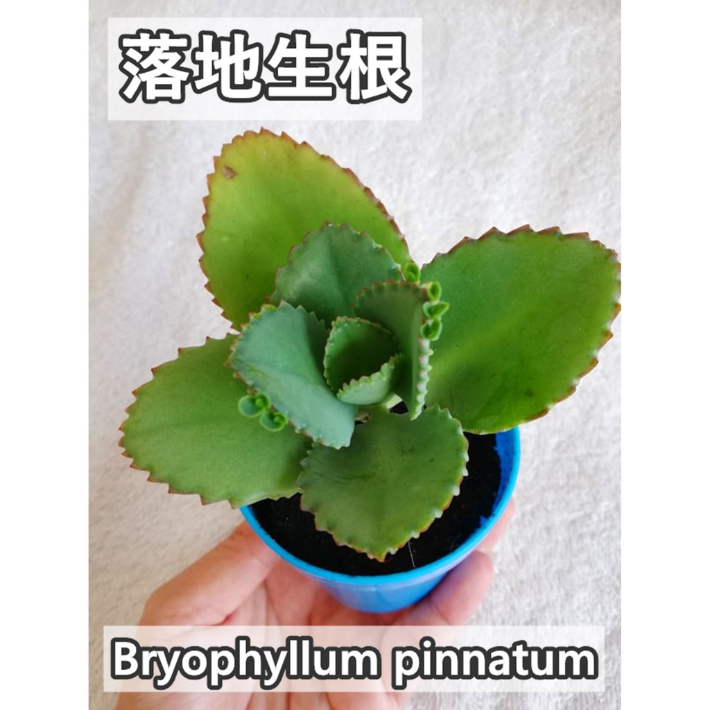 R S现货 落地生根多肉植物bryophyllum Pinnatum Succulent Plants