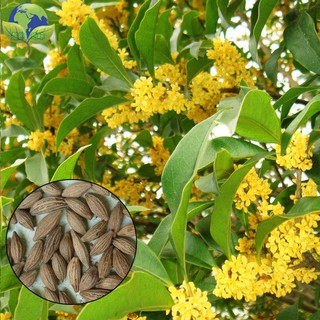 Sweet Osmanthus Plant Outdoor Flower Fragrance 桂花树室外植物 Shopee Malaysia