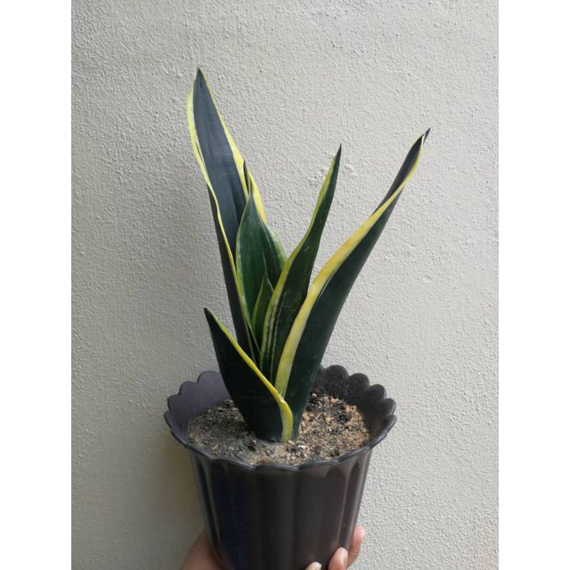 Black Gold Extreme Sansevieria Black Dragon éœ¸çŽ‹å…° Snake Plant Without Pot Shopee Malaysia